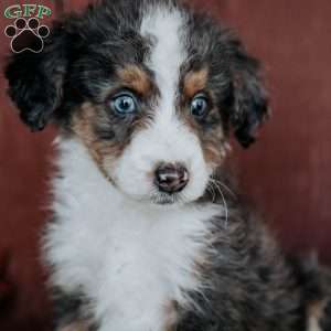 Chief, Mini Bernedoodle Puppy